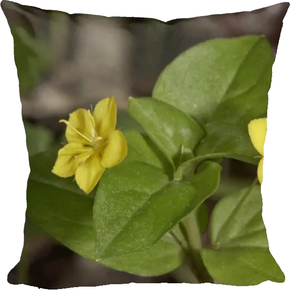 Yellow Pimpernel -Lysimachia nemorum-, Untergroningen, Abtsgmuend, Baden-Wurttemberg, Germany