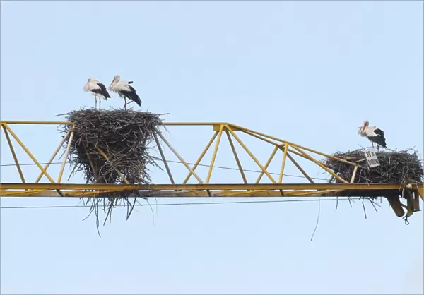 White storks -Ciconia ciconia- and white stork nests on the arm of a construction crane, Kirchheim, Unterallgau District, Bavaria, Germany