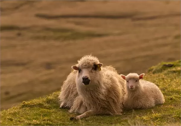 Ewe with lamb, lying down, evening mood, Faroe Islands, Denmark