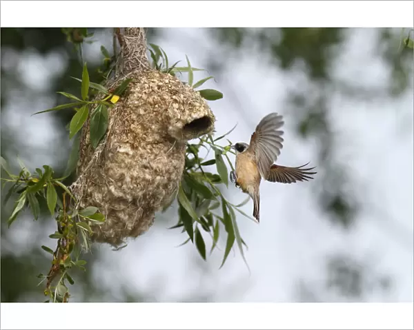 Penduline Tit -Remiz pendulinus-, approaching the nest to supply feed for young, Mecklenburg-Western Pomerania, Germany