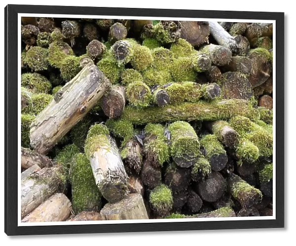 Woodpile covered with moss, Allgau, Bavaria, Germany