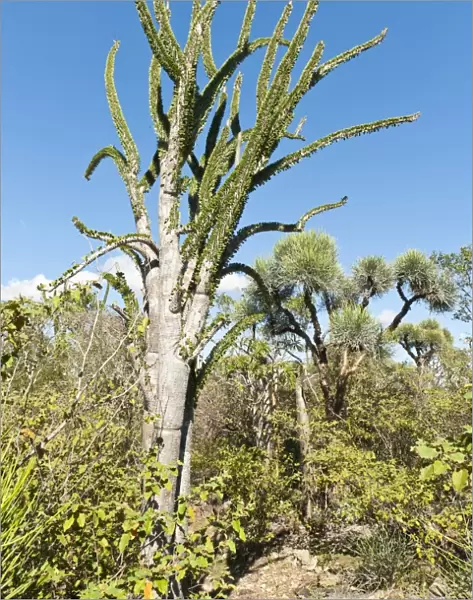 Madagascan Ocotillo or Alluaudia -Alluaudia procera-, Didiereaceae, Andohahela National Park, near Fort-Dauphin or Tolagnaro, Madagascar