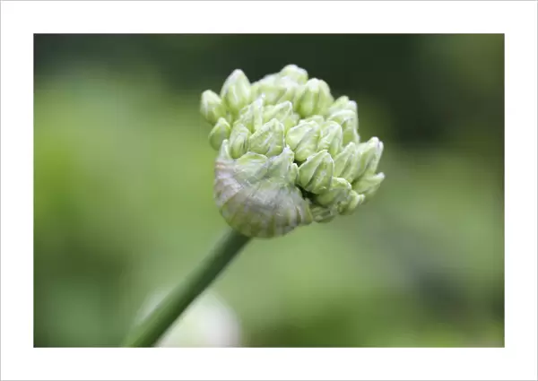 Bud of Black Garlic or Flowering Onion -Allium nigrum-, North Rhine-Westphalia, Germany