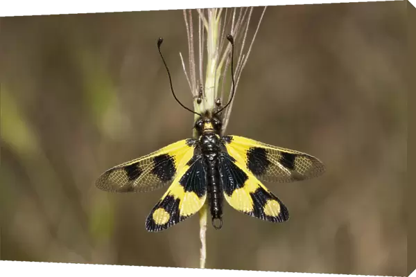 Diurnal Owlfly -Libelloides macaronius-, open wing position, Palaiokastro, Serres, Macedonia, Greece