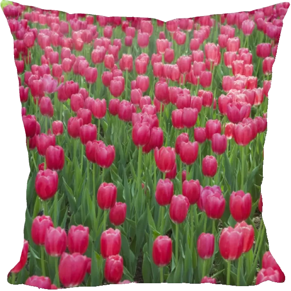 Single cup-shaped deep pink Tulips -Tulipa-, Ottawa Tulip Festival, Ottawa, Ontario, Canada
