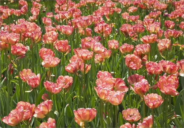 Double bowl-shaped pink and red Tulips -Tulipa-, Ottawa Tulip Festival, Ottawa, Ontario, Canada
