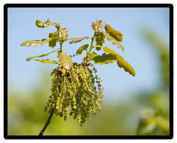 Pedunculate Oak -Quercus robur-, flowering, male inflorescence, Thuringia, Germany