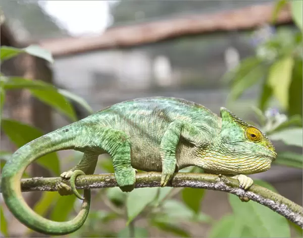 Parsons Chameleon -Calumma parsonii- on a branch, female, Exotic Parc, Peyriar, Madagascar