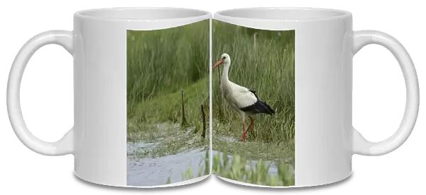 White Stork -Ciconia ciconia-, Hude, Lower Saxony, Germany