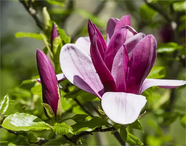Purple Magnolia -Magnolia liliiflora-, Lower Saxony, Germany