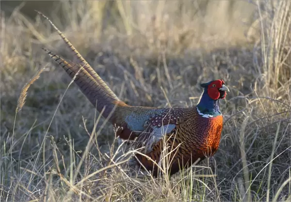 Common Pheasant -Phasianus colchicus- in the evening light, Duinen van Texel National Park, Texel, West Frisian Islands, province of North Holland, The Netherlands