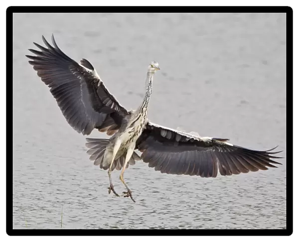 Grey Heron -Ardea cinerea- approaching to land, North Hesse, Hesse, Germany