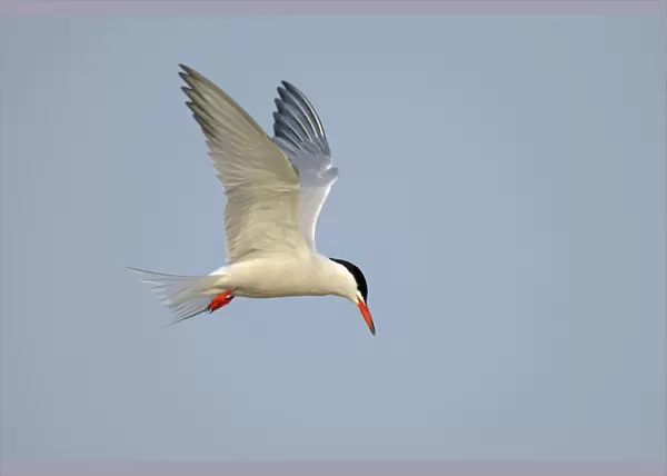 Common Tern -Sterna hirundo- in flight, Wagejot Nature Reserve, Texel, West Frisian Islands, province of North Holland, Netherlands