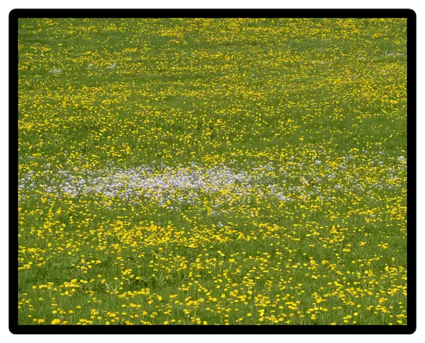 Meadow with Dandelions -Taraxacum officinale- in spring, Bavaria, Germany