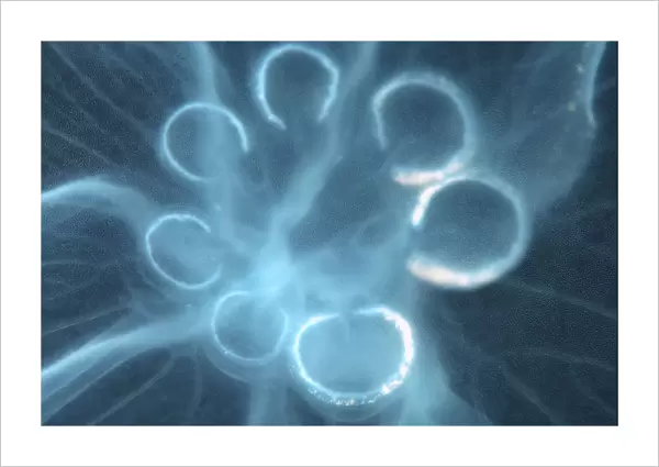 Moon Jellyfish, Saucer Jelly -Aurelia aurita-, genetic mutation with seven gonads instead of four, Black Sea, Crimea, Ukraine