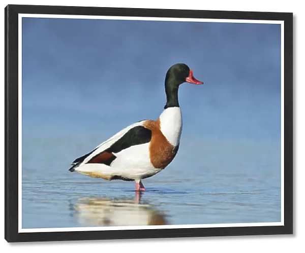 Common Shelduck -Tadorna tadorna-, standing, Oosterend, Texel, West Frisian Islands, province of North Holland, The Netherlands
