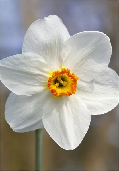 White Daffodil -Narcissus sp. -