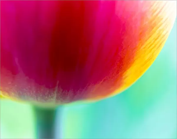 Red-orange tulip -Tulipa-, detail
