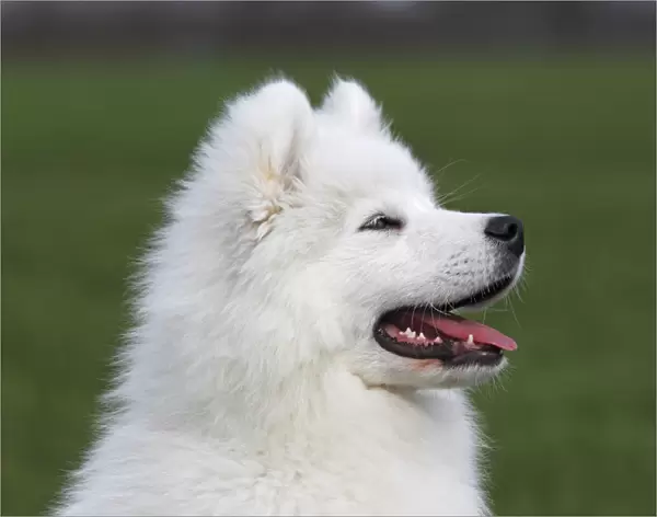 Samoyed dog, puppy, 3. 5 months, male, on a meadow, Germany