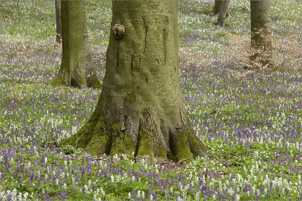 Base of the trunk of a beech -Fagus sylvatica- and flowering Hollow Larkspur -Corydalis cava-, Hainich National Park, Thuringia, Germany, Europe