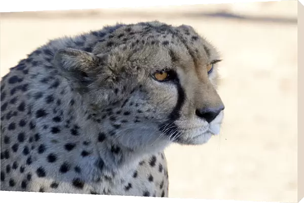 Cheetah -Acinonyx jubatus-, portrait, Karas Region, Namibia