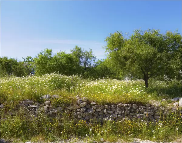 Natural stone wall and almond trees, Datca, Datca Peninsula, Mugla Province, Aegean, Turkey