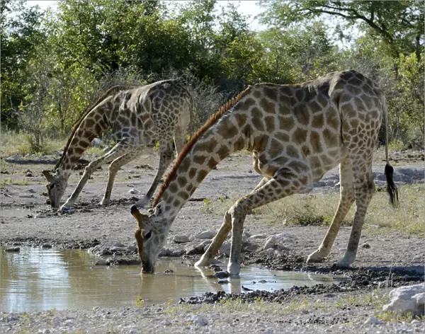 Giraffes -Giraffa camelopardalis- drinking at a waterhole, Etosha National Park, Namibia