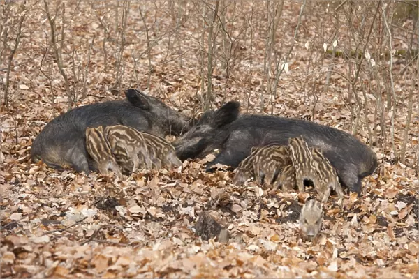 Wild Boars -Sus scrofa-, two sows with suckling piglets, captive, North Rhine-Westphalia, Germany
