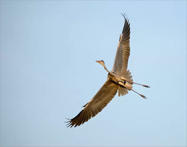 Grey Heron -Ardea cinerea-, in flight, North Rhine-Westphalia, Germany