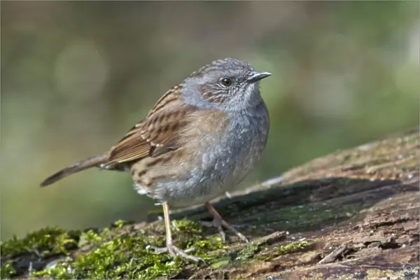 Dunnock, also Hedge Accentor, Hedge Sparrow or Hedge Warbler -Prunella modularis-, Untergroningen, Abtsgmuend, Baden-Wurttemberg, Germany