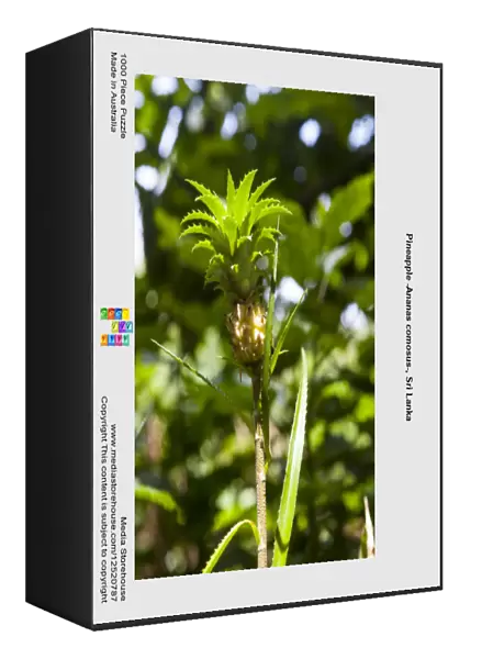 Pineapple -Ananas comosus-, Sri Lanka