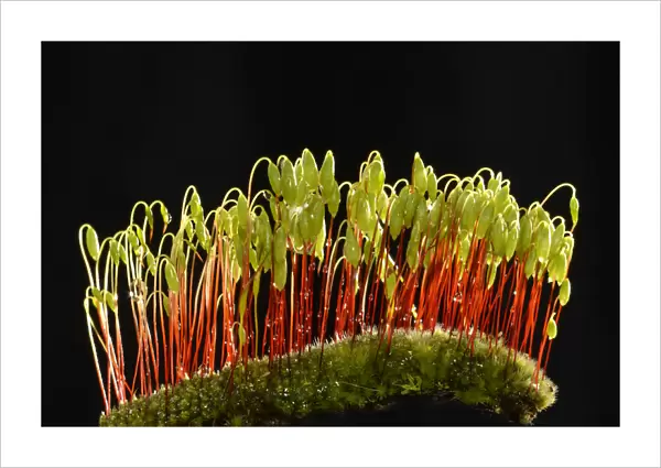 Sporophytes of Creeping feather-moss -Amblystegium serpens-, Stuttgart, Baden-Wurttemberg, Germany