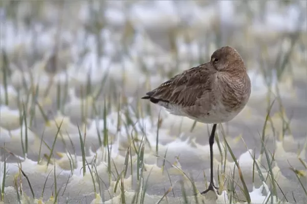 Black-tailed Godwit -Limosa limosa- in the snow, Burgenland, Austria