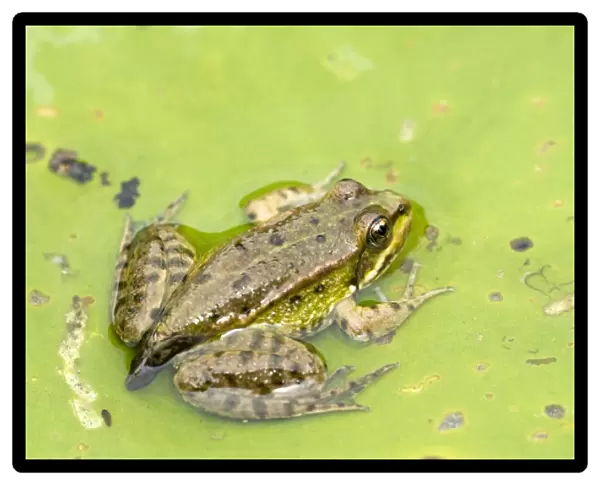 Edible Frog -Rana esculenta-, young, perched on a floating leaf, Burgenland, Austria