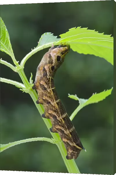 Elephant Hawk-moth -Pergesa elpenor, Deilephila elpenor-, caterpillar, Tyrol, Austria