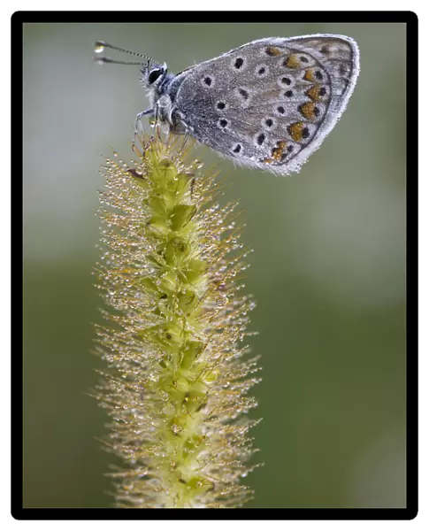Common Blue -Polyommatus icarus-, Burgenland, Austria