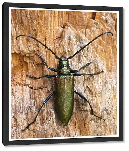 Musk Beetle -Aromia moschata-, Tyrol, Austria