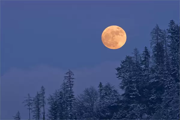 The full moon rising over a winter forest, Tyrol, Austria