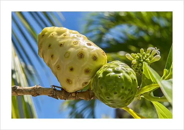 Noni, fruit of the great morinda -Morinda citrifolia L. Morinda bracteata Roxb. -, South Pacific, Bora Bora, French Polynesia