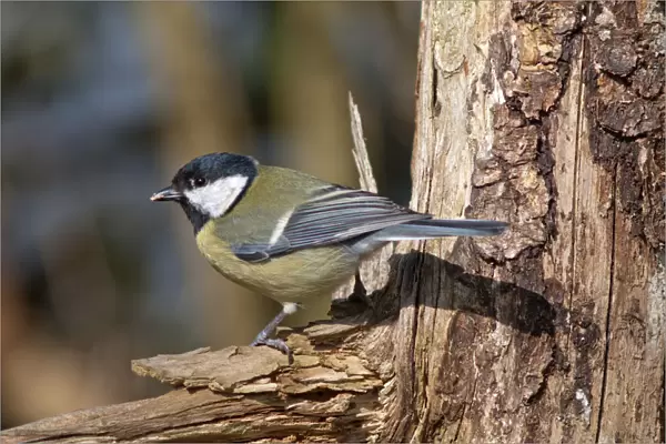 Great Tit -Parus major-, foraging for food, Untergroningen, Abtsgmuend, Baden-Wurttemberg, Germany