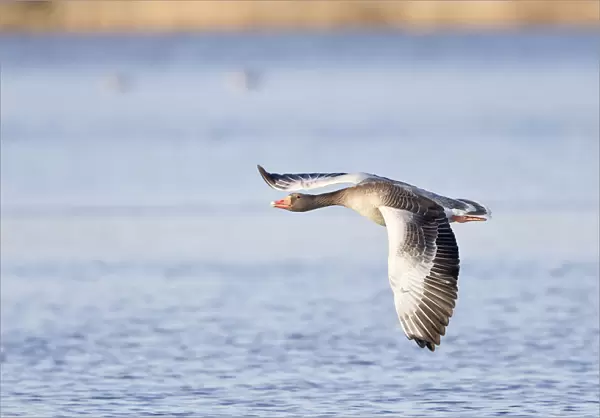 Greylag Goose -Anser anser- in flight over water, North Hesse, Hesse, Germany