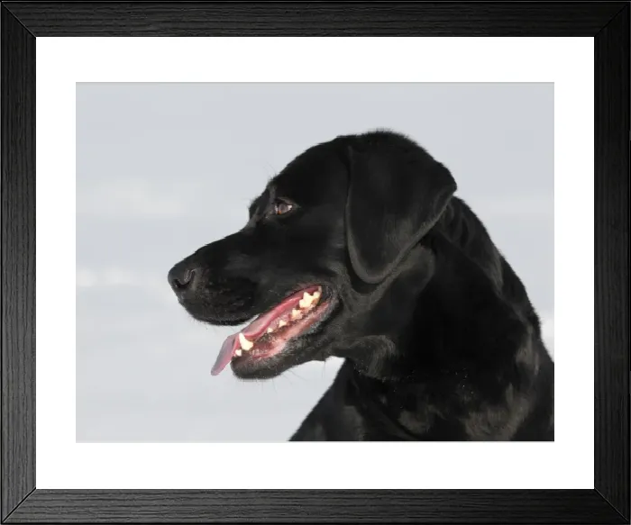 Framed Print : Black Labrador Retriever in Snow Print Framed Print : Black Labrador Retriever in Snow Print