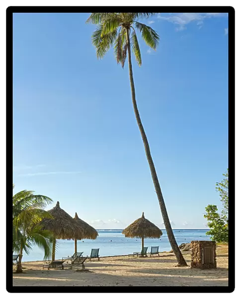 Beach with a large palm tree and sun umbrellas, Moorea, French Polynesia