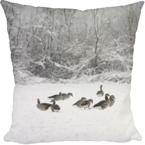 Greylag geese -Anser anser- in the snow, Xanten, Lower Rhine region, North Rhine-Westphalia, Germany