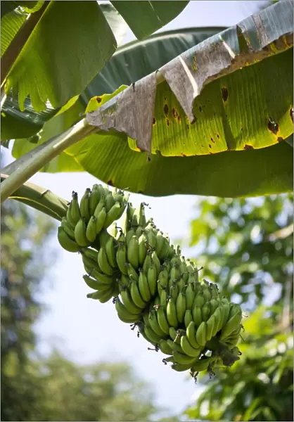 Banana Plant -Musa paradisiaca-, Peermade, Kerala, India