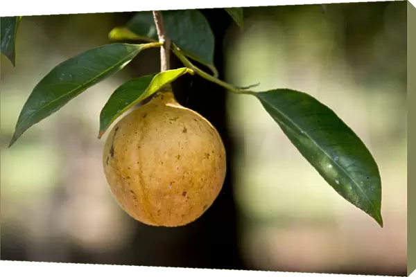 Nutmeg fruit growing on a Nutmeg Tree -Myristica fragrans-, Peermade, Kerala, India