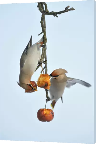 Bohemian Waxwings -Bombycilla garrulus- competing for food on an apple tree with overripe frozen apples in winter, Swabian Alb biosphere reserve, Baden-Wurttemberg, Germany