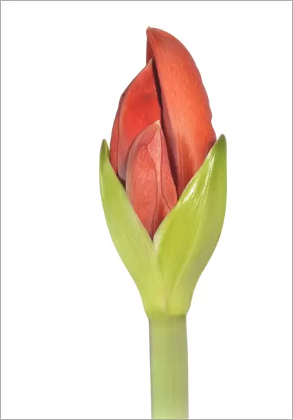 Amaryllis -Hippeastrum-, flower bud opening