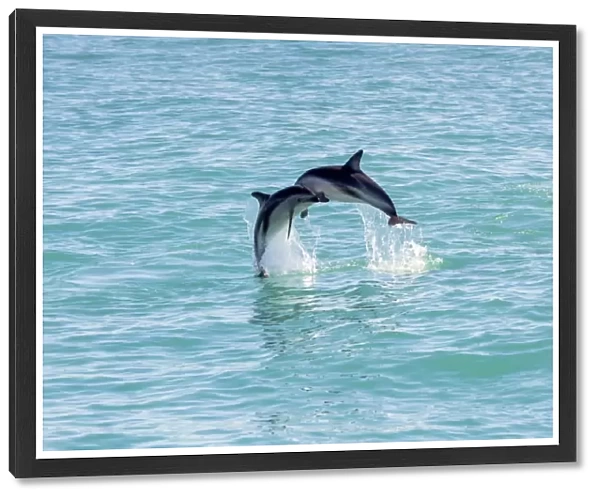 Two Hectors Dolphins -Cephalorhynchus hectori- meeting in the air while jumping out of the water, Ferniehurst, Canterbury Region, New Zealand