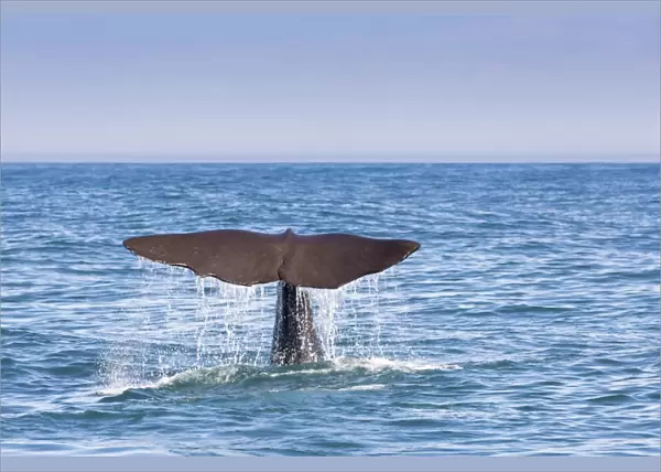 Fluke of a Sperm Whale -Physeter macrocephalus- while diving, Kaikoura, Canterbury Region, New Zealand
